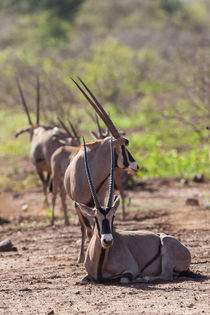 Gemsbok also called Oryx in Tsavo West NP von Danita Delimont