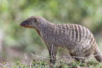 Banded Mongoose, Maasai Mara, Kenya von Danita Delimont