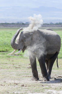 African bush elephant Kenya von Danita Delimont