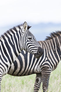 Plains zebra, Kenya von Danita Delimont