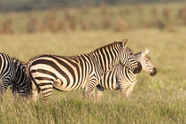 Plains zebra, Kenya by Danita Delimont