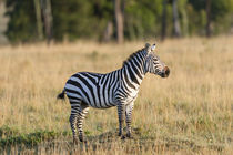 Plains zebra, Kenya von Danita Delimont