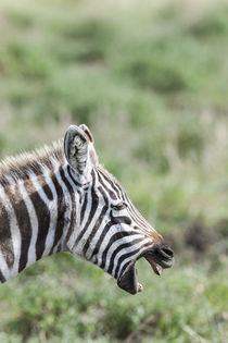 Plains zebra, Kenya by Danita Delimont