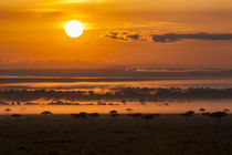 landscape in the Maasai Mara, Kenya von Danita Delimont