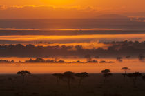 landscape in the Maasai Mara, Kenya by Danita Delimont