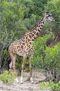 Giraffe, Maasai Mara National Reserve, Kenya. by Danita Delimont