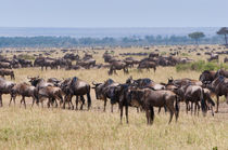 Herd of wildebeest, Maasai Mara National Reserve, Kenya. von Danita Delimont