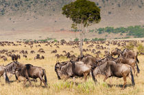 Herd of wildebeest, Maasai Mara National Reserve, Kenya. by Danita Delimont