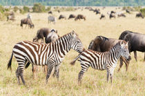 Common Zebra or Burchell's Zebra, Maasai Mara National Reserve, Kenya. by Danita Delimont