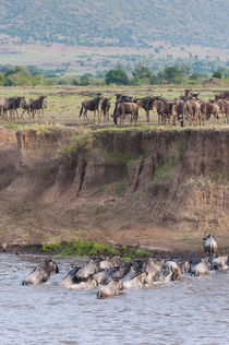 Herd of blue wildebeest crossing the Mara River, Maasai Mara... by Danita Delimont