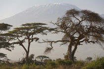 Acacia tree, Mt Kilimanjaro, Amboseli Nat Park, Kenya von Danita Delimont