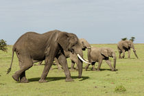 African Elephant, Maasai Mara, Kenya. von Danita Delimont