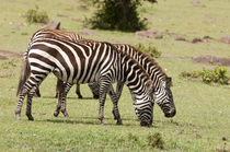 Common Zebra, Maasai Mara, Kenya. by Danita Delimont