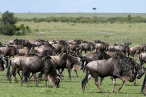 Wildebeest, Maasai Mara, Kenya. von Danita Delimont