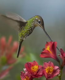 Sword-billed hummingbird drinking nectar. by Danita Delimont