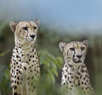 Cheetah, Masai Mara, Kenya, Africa von Danita Delimont