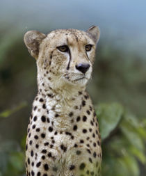 Cheetah, Masai Mara, Kenya, Africa von Danita Delimont