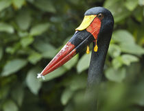 Male Saddle-billed Stork with a feather on its bill, Kenya, Africa. by Danita Delimont