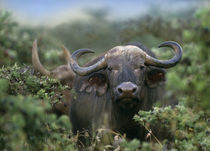 Front view of an African buffalo, Kenya, Africa by Danita Delimont