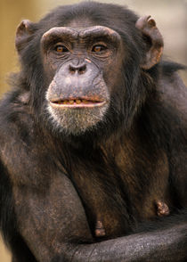 Chimpanzee portrait, Kenya, Africa by Danita Delimont