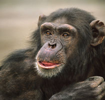 Chimpanzee headshot, Kenya, Africa von Danita Delimont