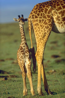 Giraffe Calf standing next to its mother, Kenya, Africa by Danita Delimont