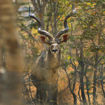 Greater Kudu, Kenya, Africa von Danita Delimont