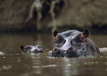 Hippopotamus and calf, Kenya, Africa by Danita Delimont