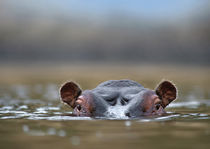 Hippopotamus half-submerged, Kenya, Africa by Danita Delimont