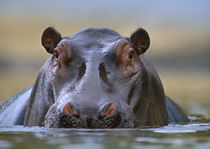 Hippopotamus, Kenya, Africa von Danita Delimont