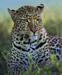 Leopard portrait, Kenya, Africa von Danita Delimont