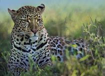 Leopard resting after eating, Kenya, Africa by Danita Delimont