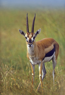 Thompson's Gazelle, Kenya, Africa by Danita Delimont