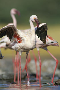 Lesser flamingo stretching, Kenya, Africa von Danita Delimont