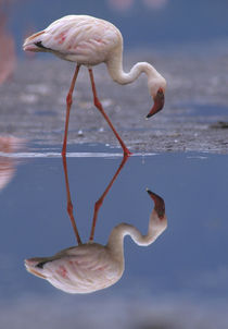Lesser flamingo and its reflection, Kenya, Africa by Danita Delimont