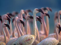 Lesser Flamingos flock, Kenya, Africa by Danita Delimont