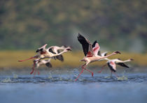 Lesser flamingos prepare to take off, Kenya, Africa by Danita Delimont