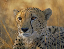 Cheetah, Kenya, Africa von Danita Delimont