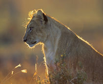 African Lion cub in the golden light, Kenya, Africa von Danita Delimont