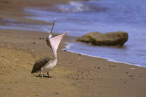 Galapagos brown pelican on the beach, stretching its neck, p... by Danita Delimont