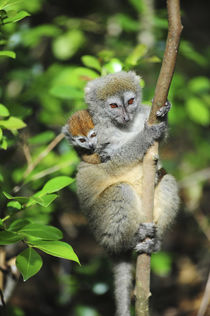 Madagascar, Andasibe, Ile Aux Lemuriens, mother and baby end... von Danita Delimont