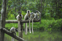 Madagascar, Andasibe, Ile Aux Lemuriens, group of Verreaux's... von Danita Delimont