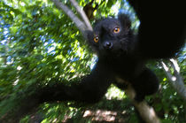 Black Lemur, Madagascar by Danita Delimont