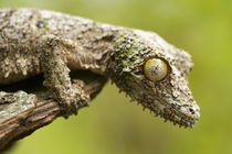 Mossy leaf-tailed gecko on a piece of bark in eastern Madagascar. by Danita Delimont