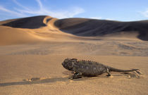 A Namaqua Chameleon walking across a desert plain. by Danita Delimont