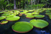 Giant Amazon Water Lilies, Sir Seewoosagur Ramgoolam Botanic... von Danita Delimont