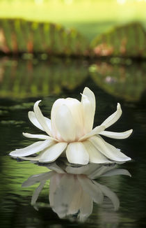 Amazon Water Lily flower, Sir Seewoosagur Ramgoolam Botanica... by Danita Delimont