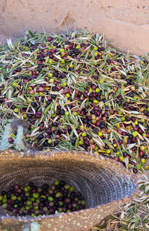 Morocco Skoura small village Berber home berries in bowl at poor home by Danita Delimont