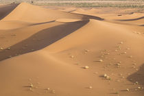 Erg Chegaga is a Saharan sand dune some dunes around a heigh... by Danita Delimont