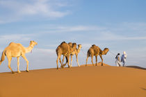Morocco, Erg Chegaga is a Saharan sand dune, it is the large... von Danita Delimont